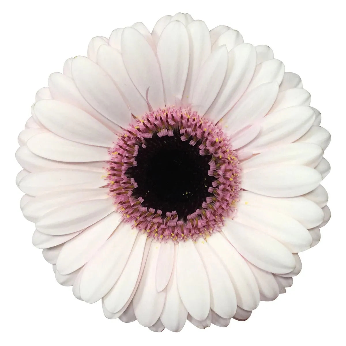 Gerbera Abby Lou