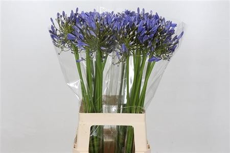 Agapanthus Blue Heaven