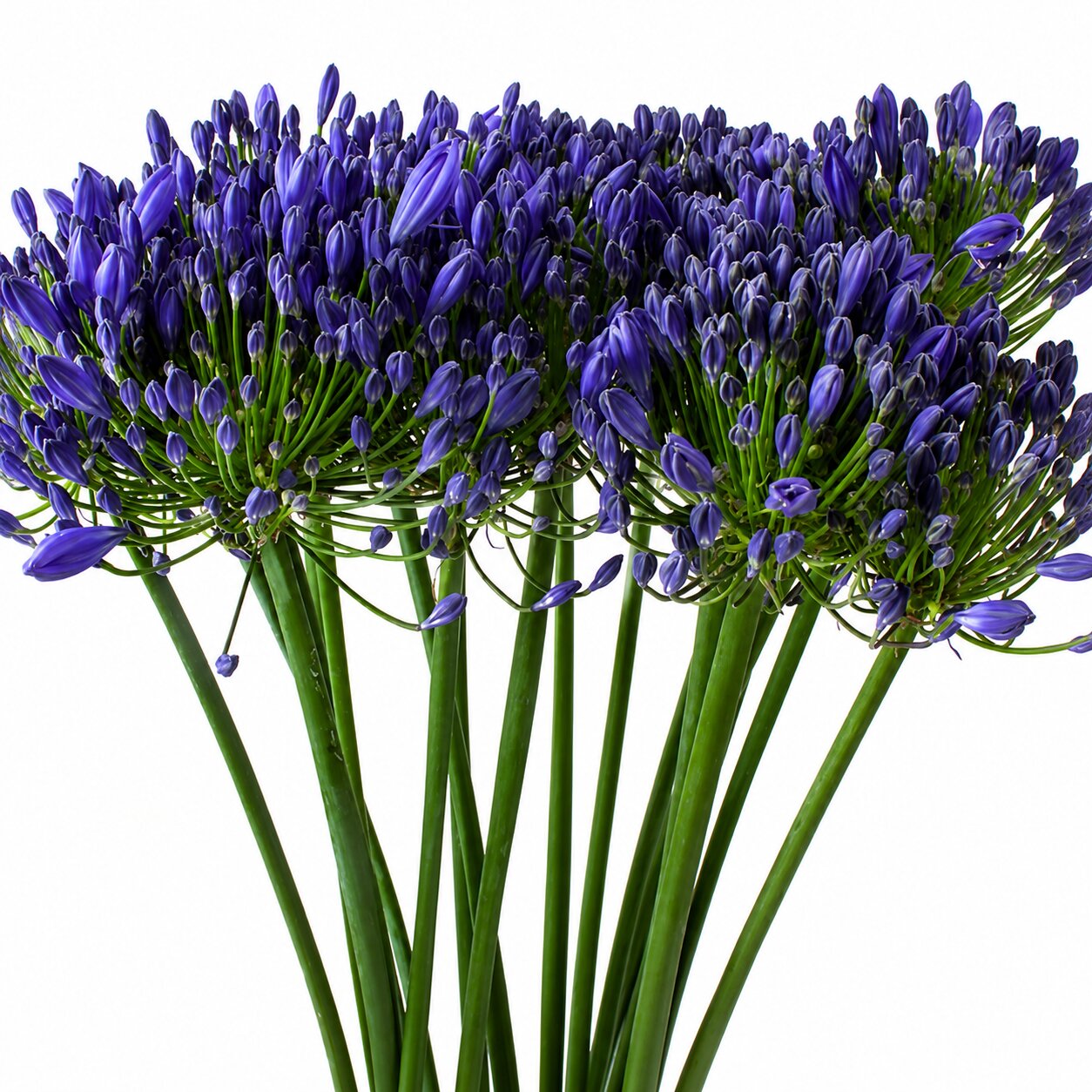 Agapanthus Uri
