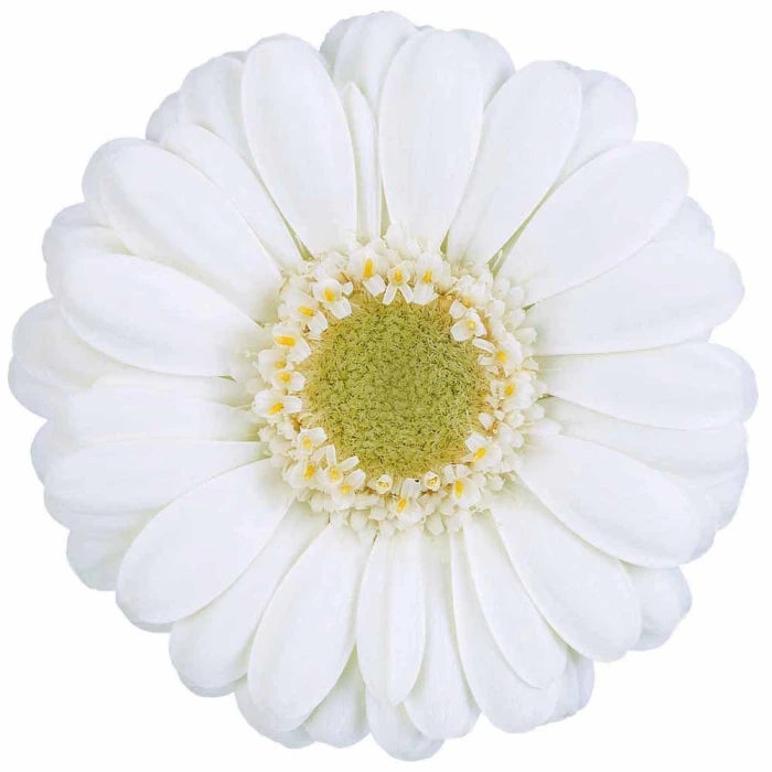 Gerbera Albino