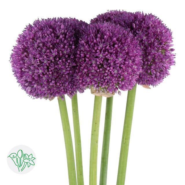Allium Ambassador
