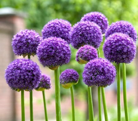 Allium Big Flower