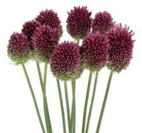 Allium Bullit