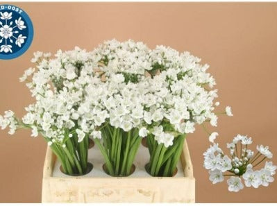 Allium Flocon