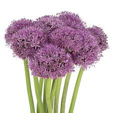 Allium Gladiator