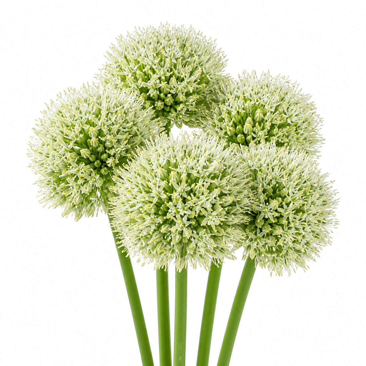 Allium Mount Everest