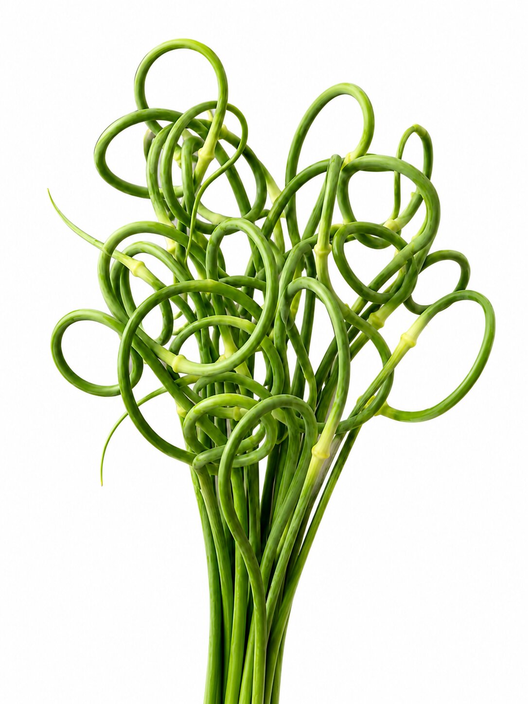 Allium Ophioscorodon