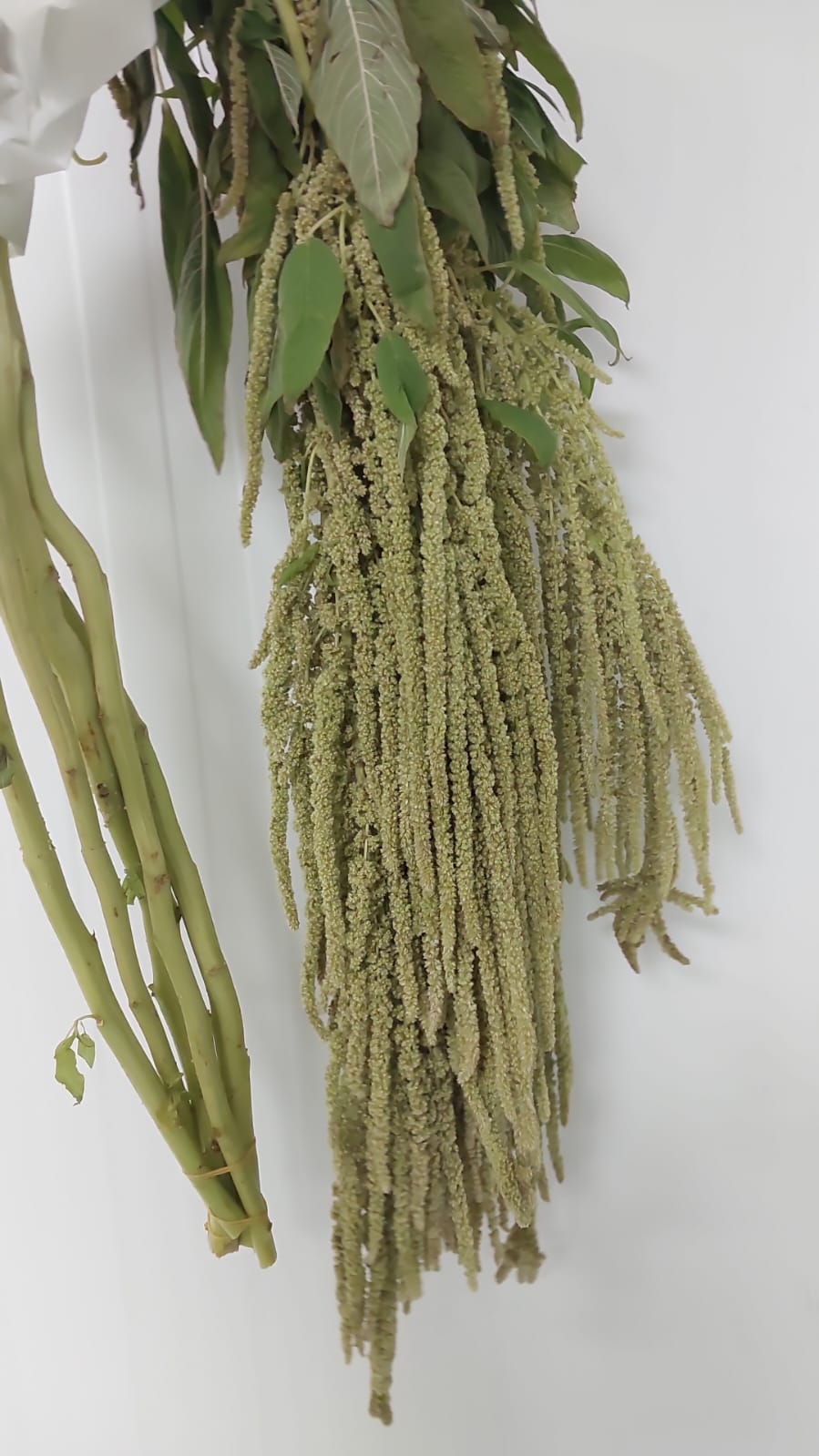 Amaranthus Green