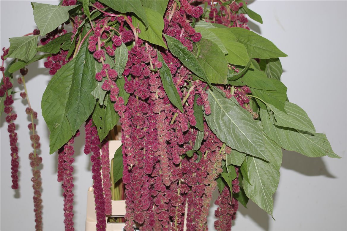 Amaranthus Rosary