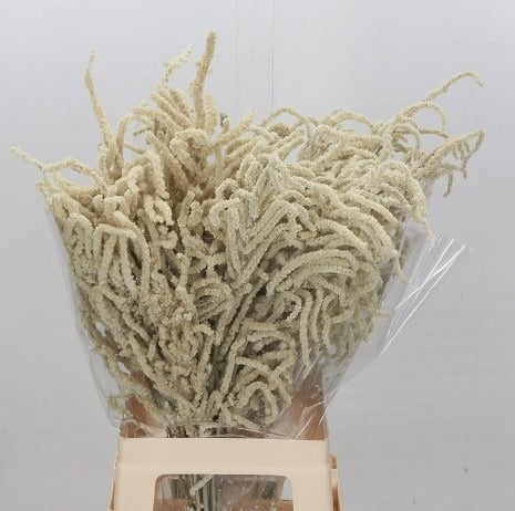 Amaranthus Yearning Desert