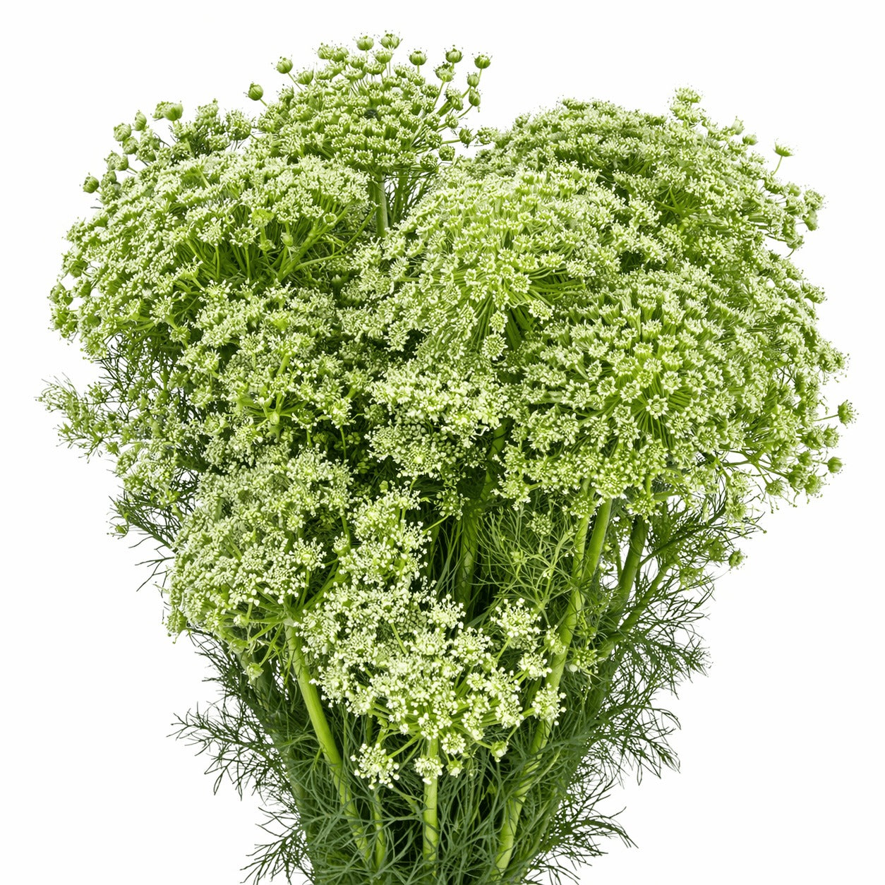 Ammi Majus