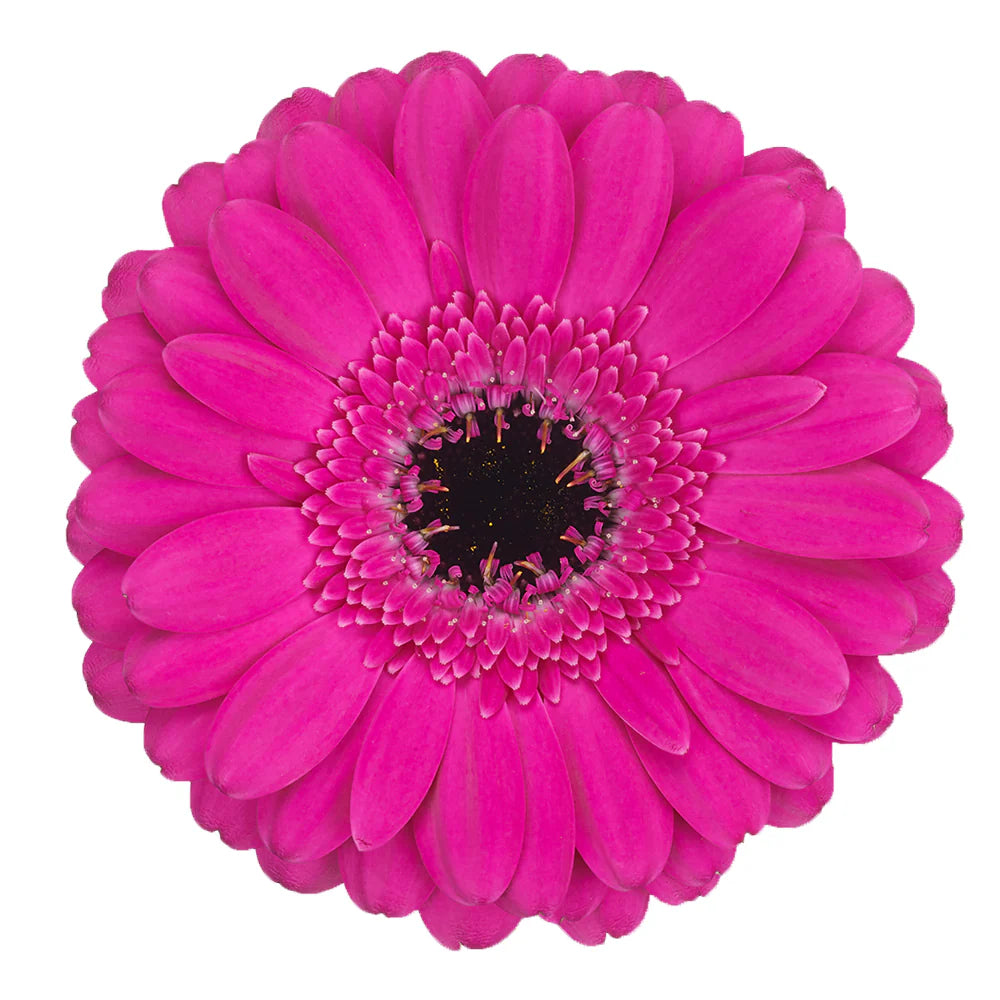 Gerbera Anna