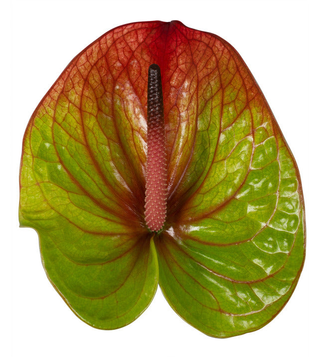 Anthurium Absolute