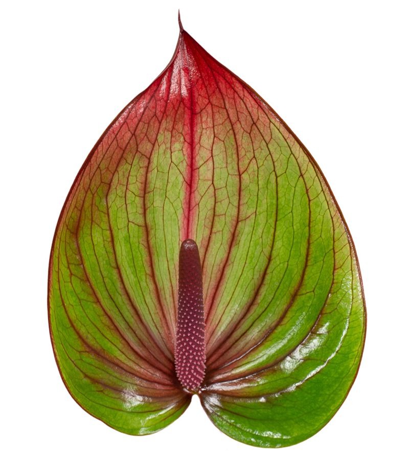Anthurium Barika