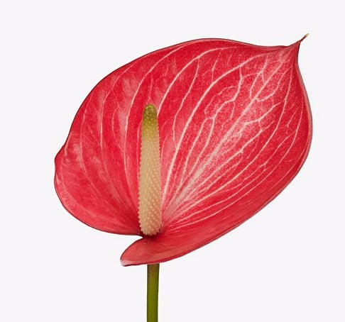 Anthurium Caldonia
