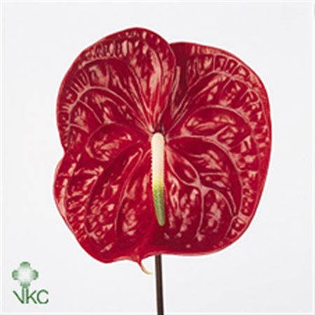 Anthurium Calisto