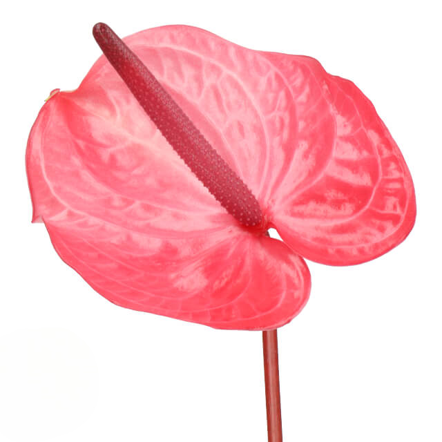 Anthurium Candy