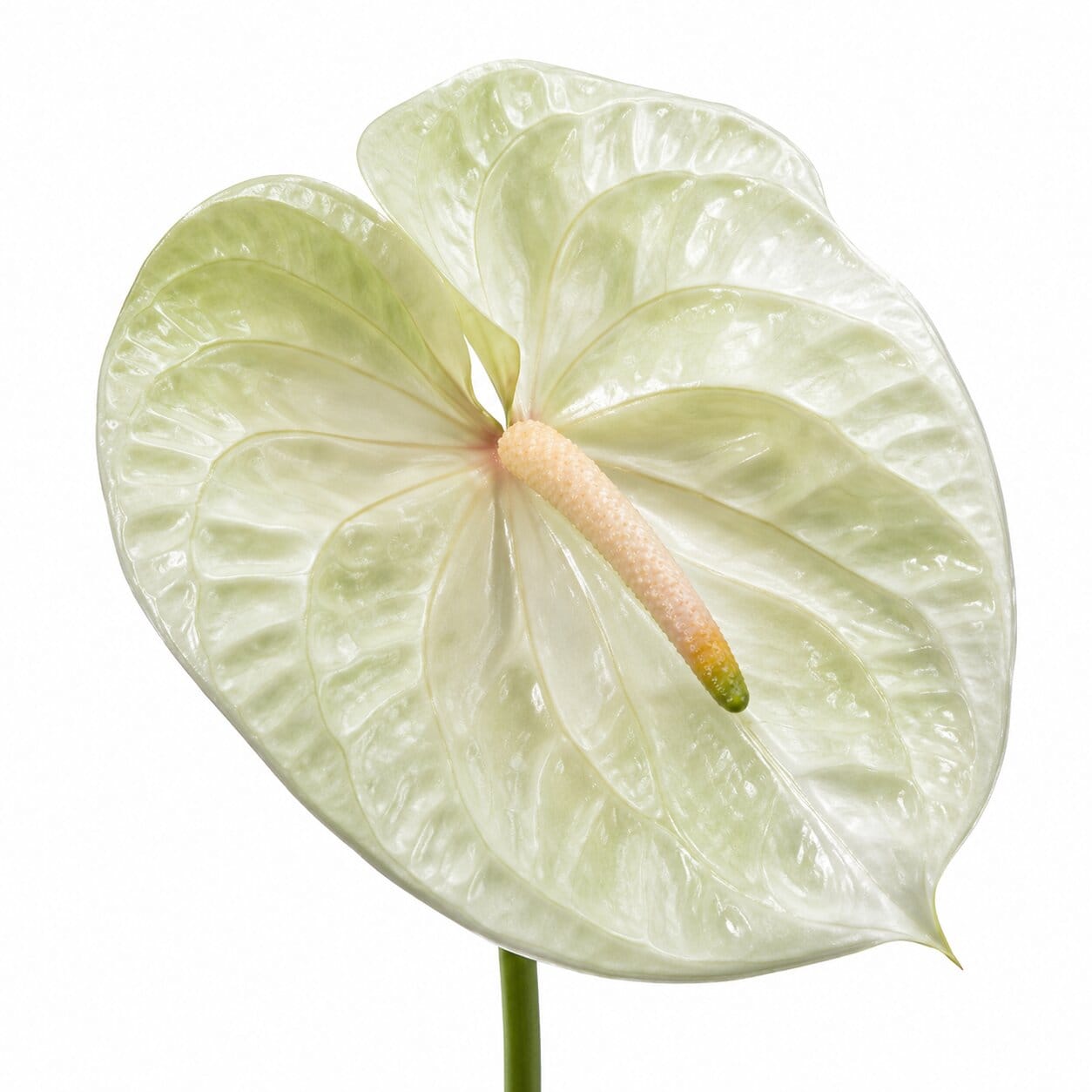 Anthurium Champagne