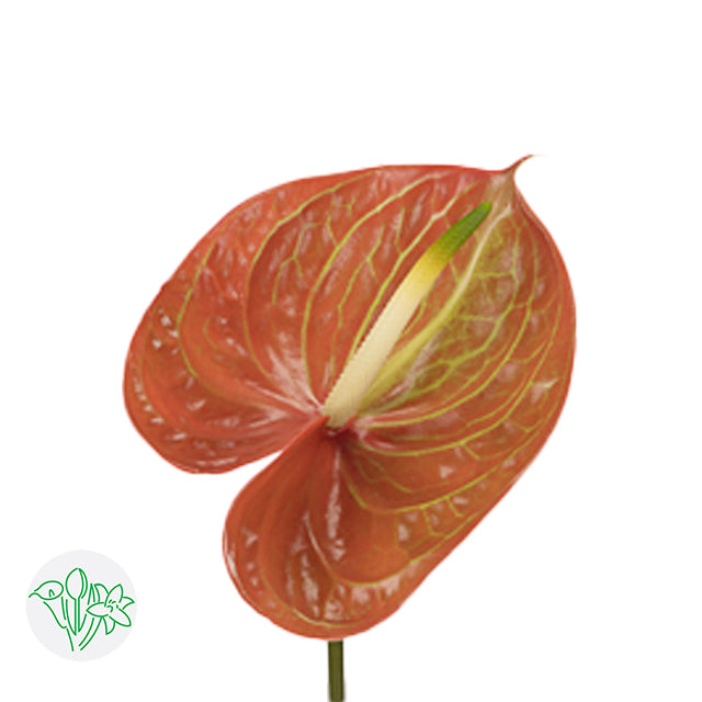 Anthurium Corniche