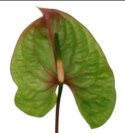 Anthurium Elixir