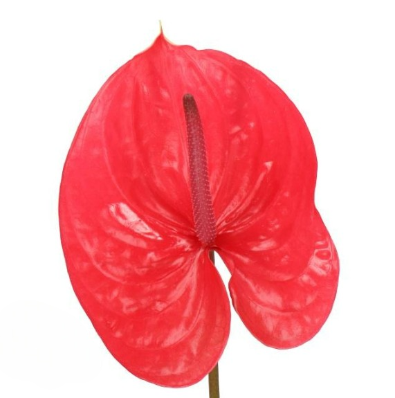 Anthurium Enjoy