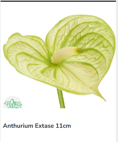 Anthurium Extase