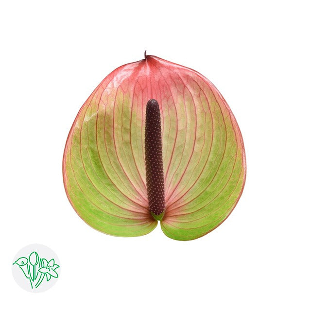 Anthurium Fortezza