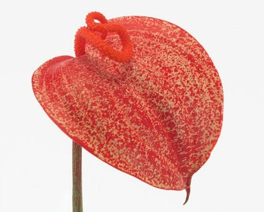 Anthurium Graffity