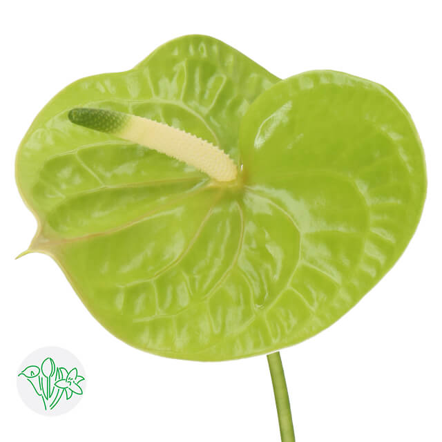 Anthurium Grandslam