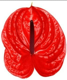 Anthurium Impulz