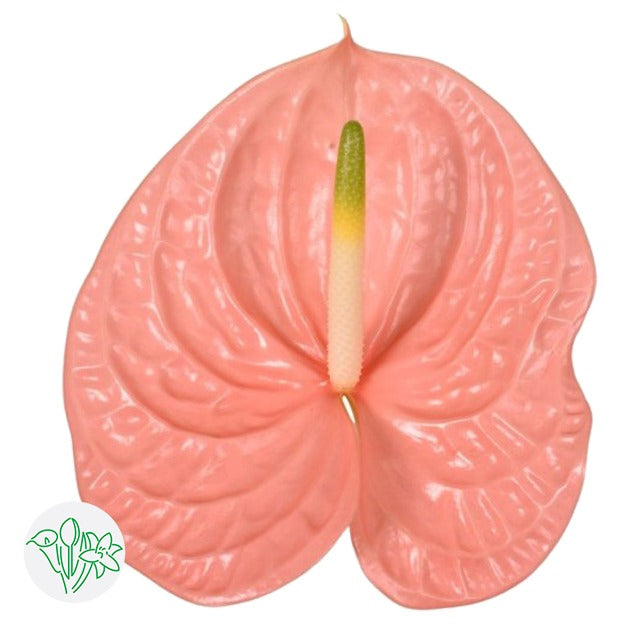 Anthurium Kuduro