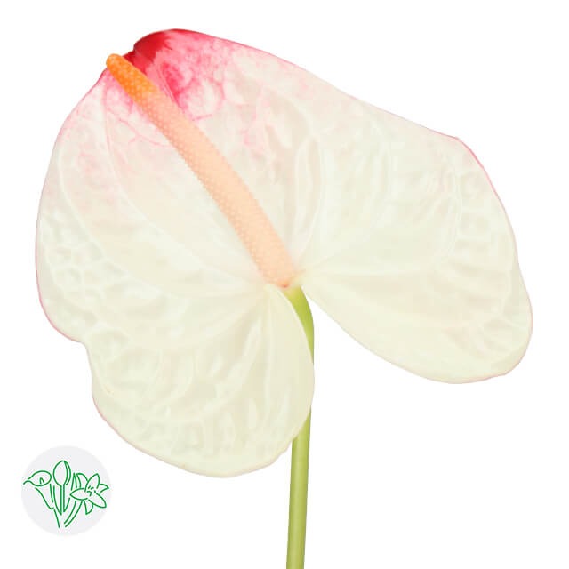 Anthurium Lybra