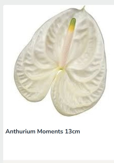 Anthurium Moments