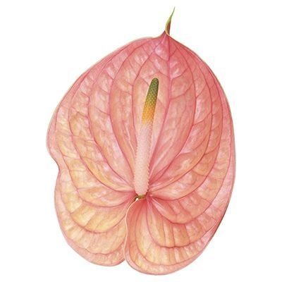 Anthurium Nunzia