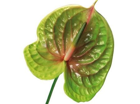 Anthurium Pistache