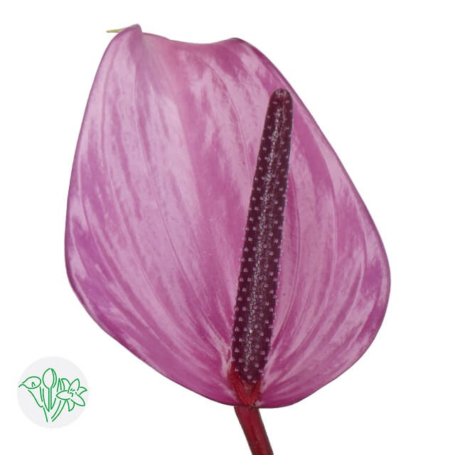 Anthurium Previa