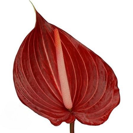 Anthurium Safari