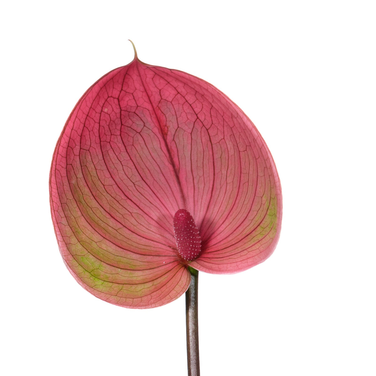 Anthurium Scoop