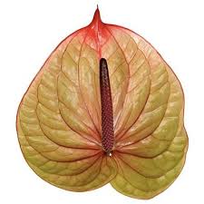 Anthurium Tequilla