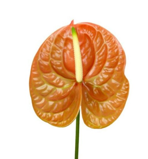 Anthurium Terra