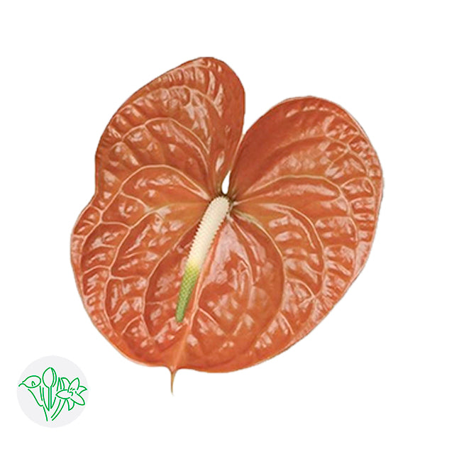 Anthurium Terrasol