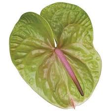 Anthurium Verino