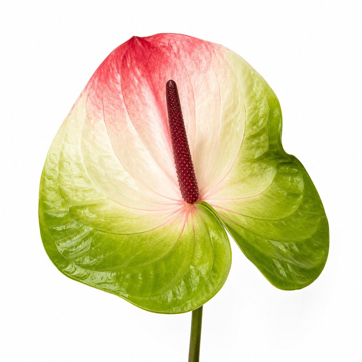 Anthurium Zafira