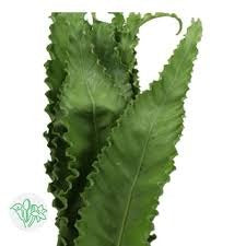 Asplenium Osaka