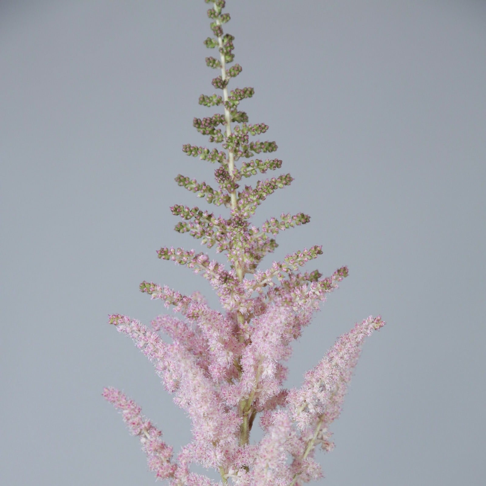 Astilbe Erika