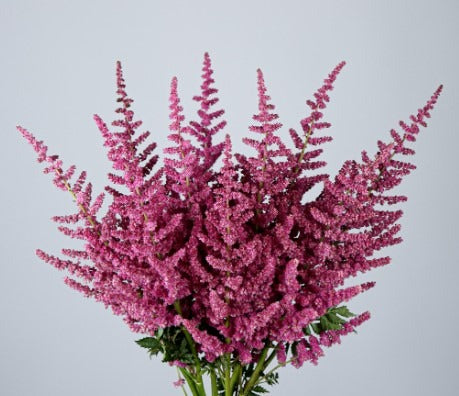 Astilbe Loud And Proud
