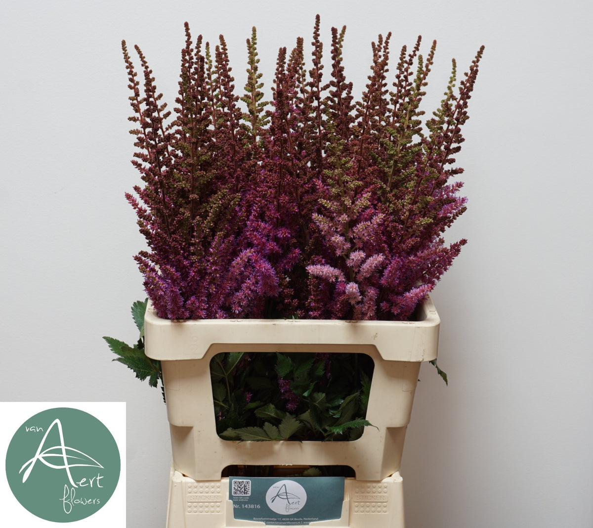 Astilbe Maggie Daley