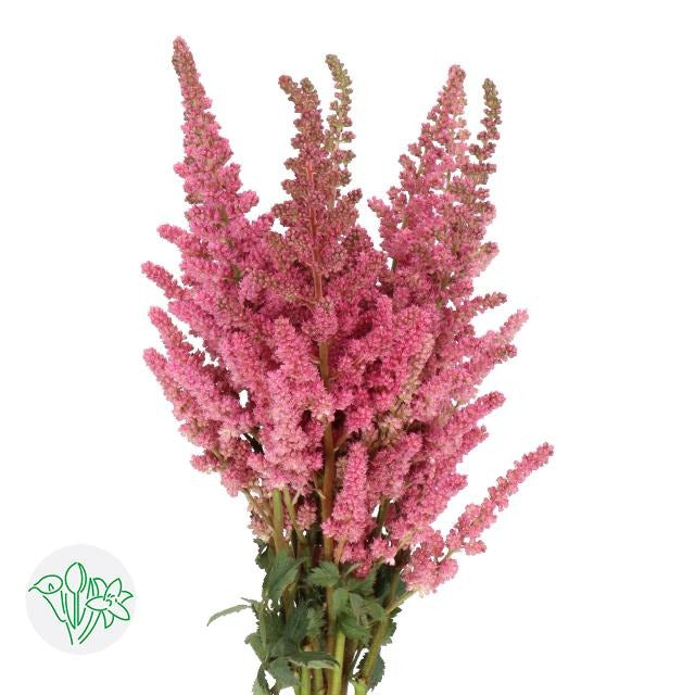 Astilbe Vision In Pink