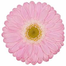 Gerbera Babble