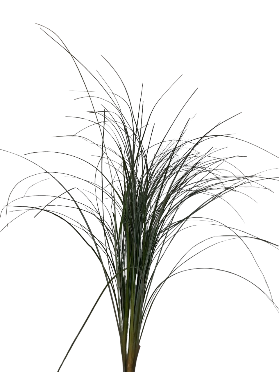 Bear Grass